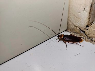 American cockroach