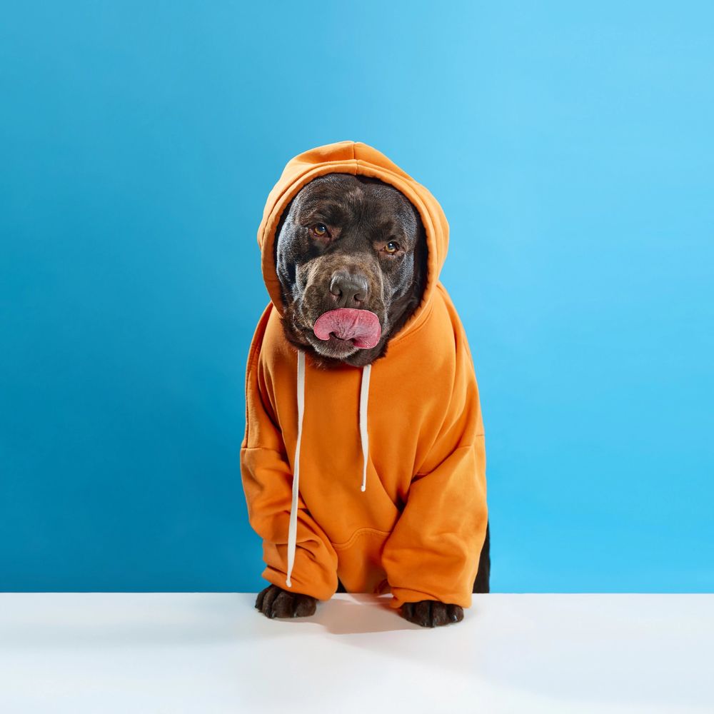 Dog in an orange hoodie licking its nose against a blue background.