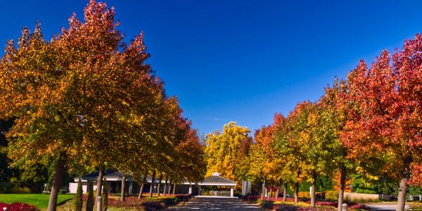 A tree-lined pathway with autumn foliage under a clear blue sky.