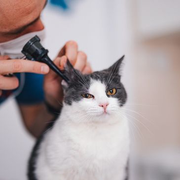 Veterinarian examining a cat's ear with an otoscope.