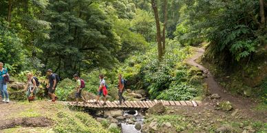 Group hiking across a wooden bridge in a lush forest.