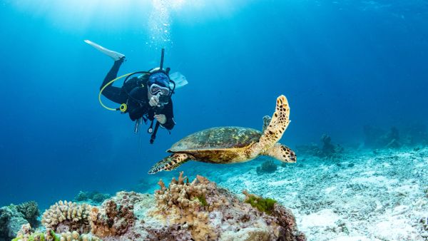 Scuba diver photographing a sea turtle underwater.