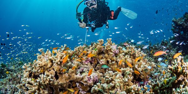 Scuba diver exploring vibrant coral reef teeming with colorful fish.