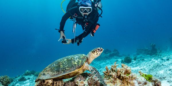 A scuba diver photographing a sea turtle on a coral reef.