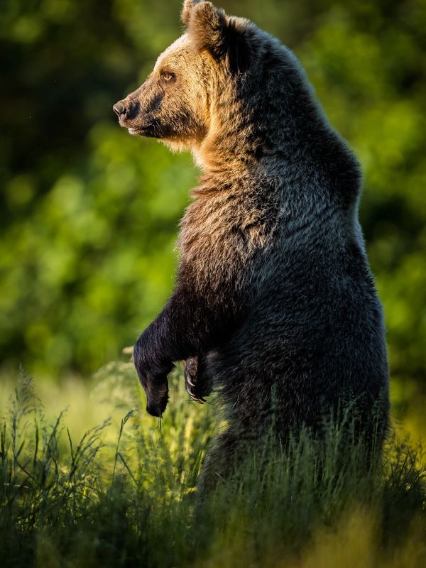 Brown bear standing upright in a grassy area.