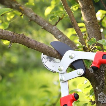 Gardening shears cutting a tree branch in a green garden.