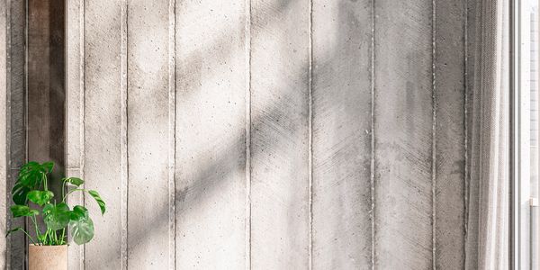 Minimalist interior with a concrete wall and a potted green plant.