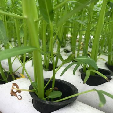 Close-up of green plants growing in black pots within a white hydroponic system.