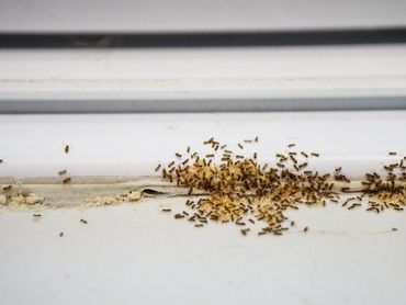 Ant infestation