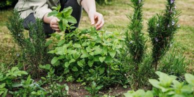 Garden care and maintenance of plants in Star Valley, Wyoming.