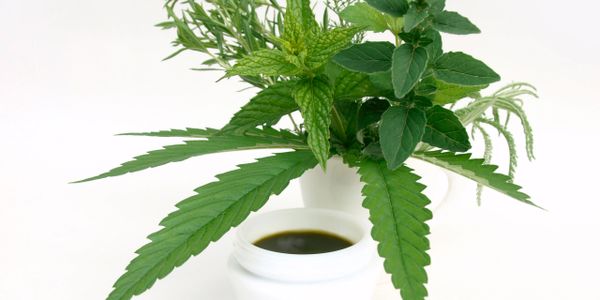 Green herbs and cannabis leaves in white containers with dark liquid.