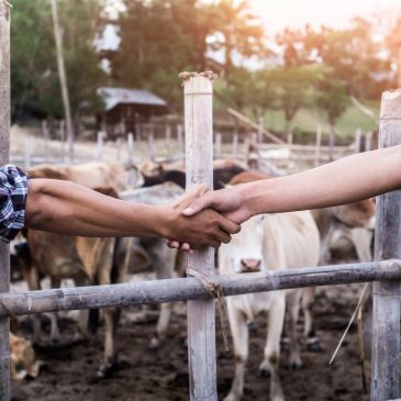 Two people shaking hands over a cattle pen.