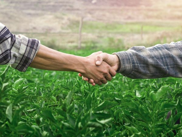 Handshake over crops, soil, or plants