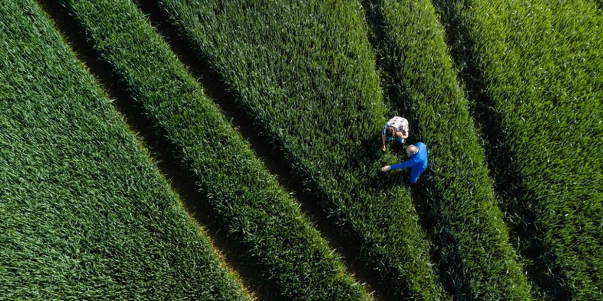 Dos personas inspeccionan un campo verde desde arriba.