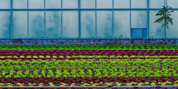 Rows of colorful lettuce plants growing in front of a greenhouse.