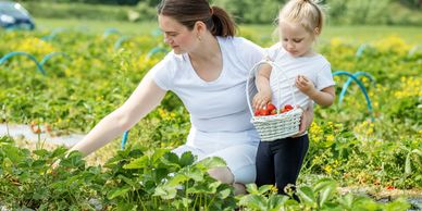 U-Pick strawberry farm, farmers Market,