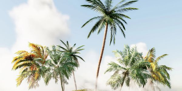 Tall and short palm trees under a clear sky.