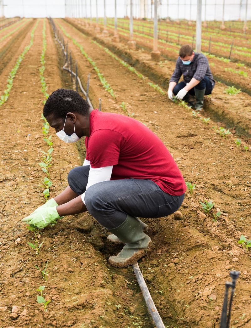 Team workings in protective medical masks controlling quality of young plants in glasshouse farm