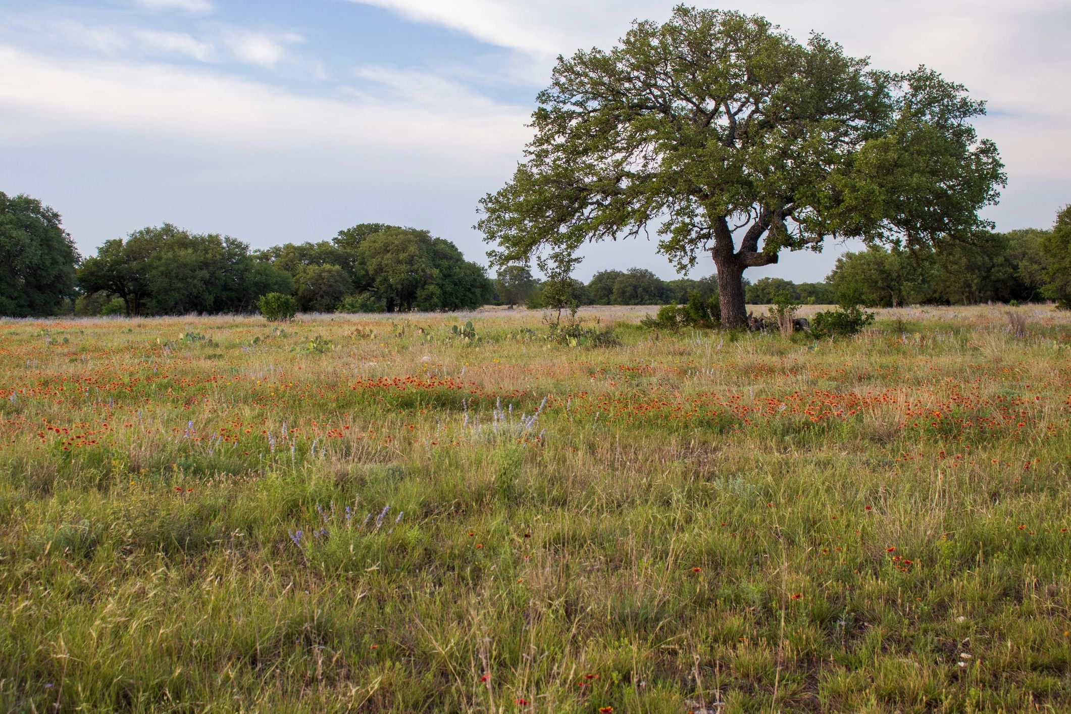 Texas ranch land with cedar and oak in the Cross Timbers