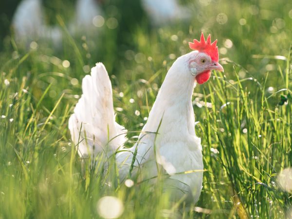 A white chicken standing in tall green grass on a sunny day.