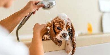 A dog getting a bath