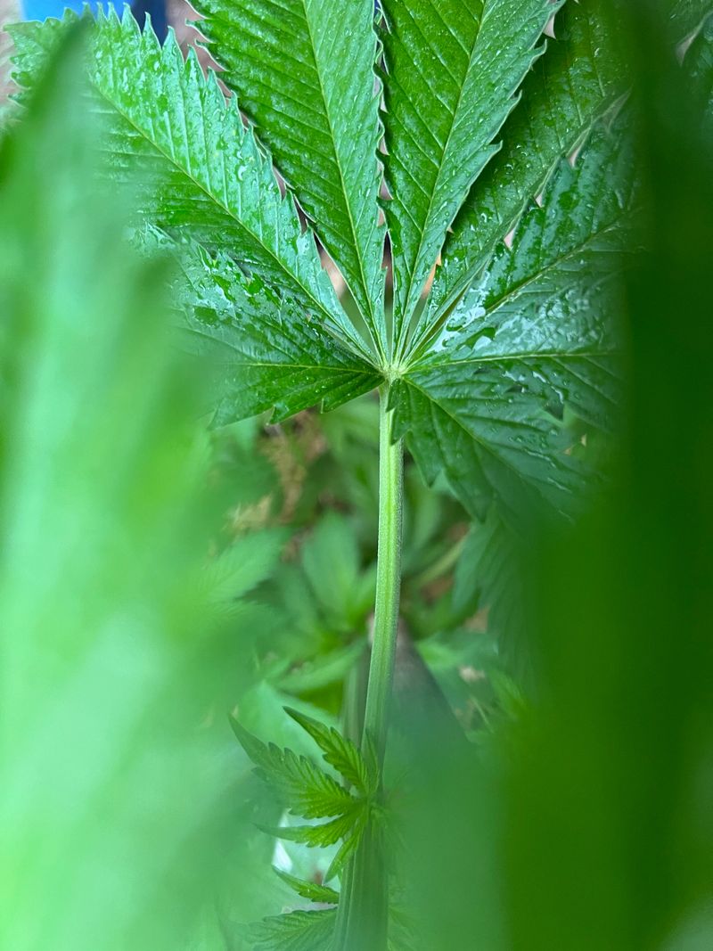A cannabis leaf peeks through other plant leaves