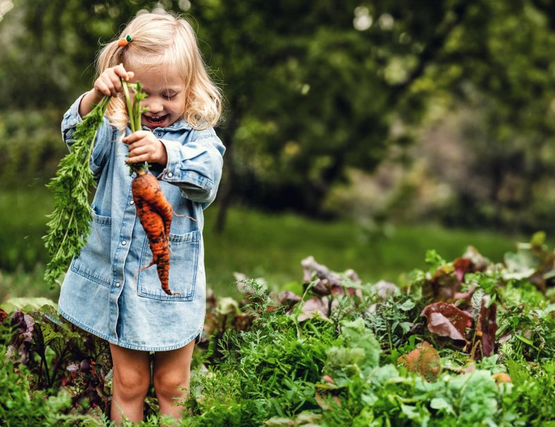 Adorable toddler smiling blonde girl holding carrots in domestic garden. Healthy organic vegetables for kids. Garden, vegetable, gardening. Picked Fresh Vegetables Just From The Garden