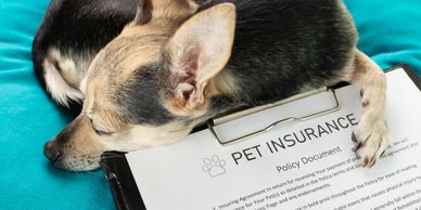 Dog sleeping on pet insurance policy, showing comfort and protection for pet owners.
