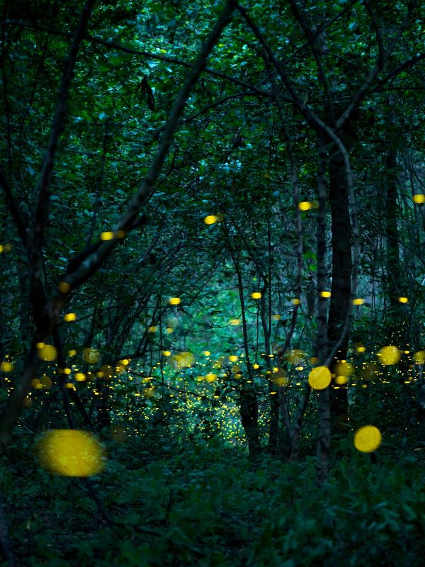 Beautiful yellow fireflies in Indiana