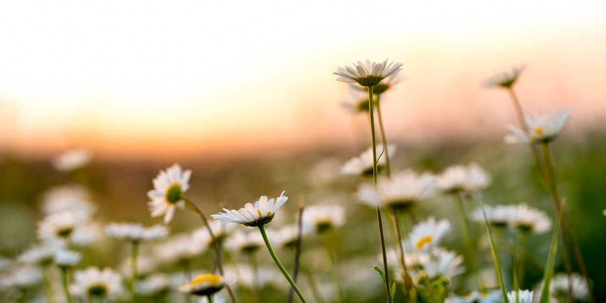 Close-up of white daisies in a sunlit meadow at sunset.