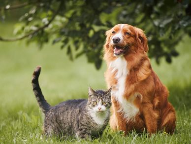 Pet food sales at farm store in Sterling Ohio