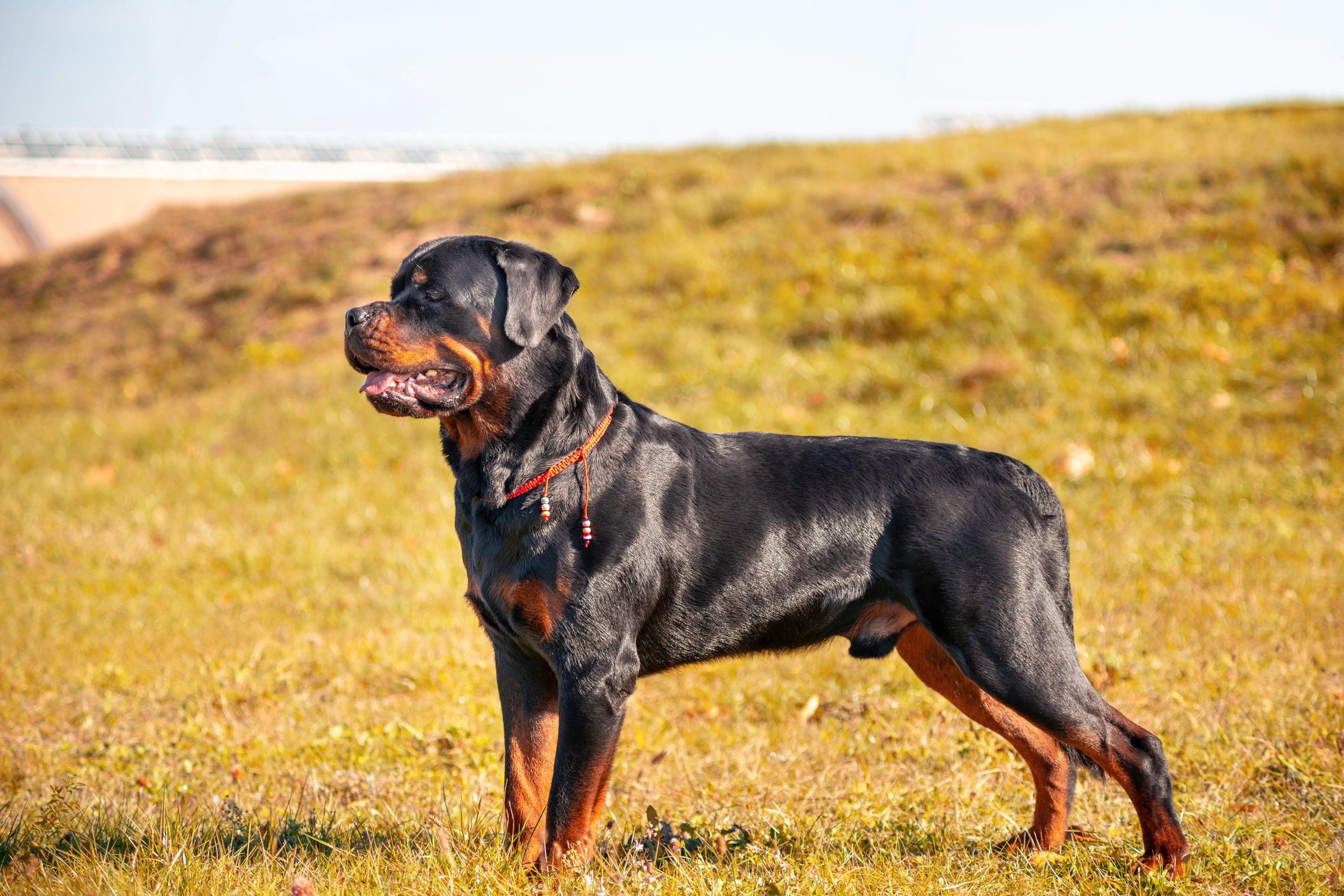 Richardson Ridge Rottweillers