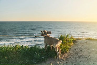 Dog standing on grassy cliff by the ocean at sunset.