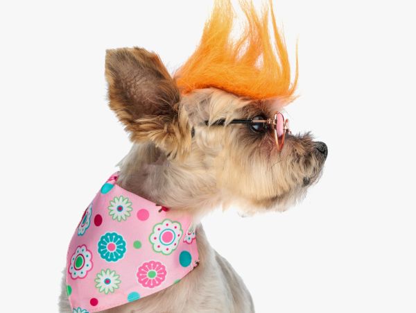 Dog with orange mohawk and glasses.