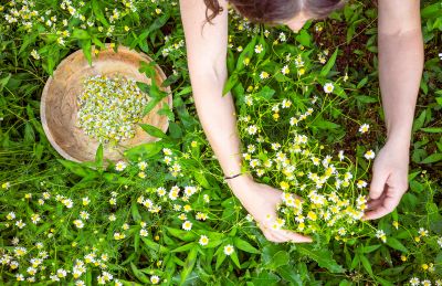 Person picking chamomile flowers in a garden.