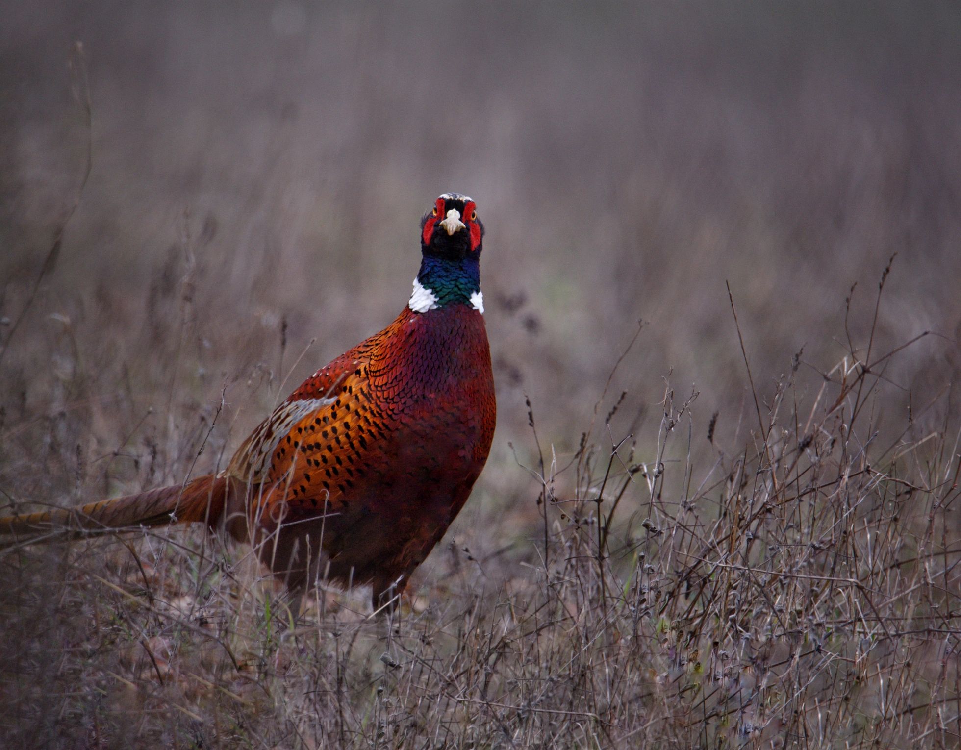 A colorful pheasant stands in dry grass.