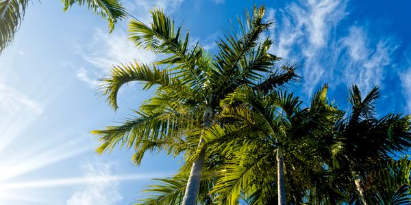 Tall palm trees against a bright blue sky with scattered clouds.