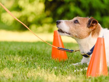 Dog on a leash between orange cones outdoors.