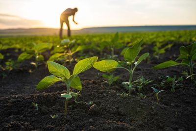 agriculture field with a person outlined by sunlight 