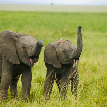 Two baby elephants playing and exploring the grassland.
