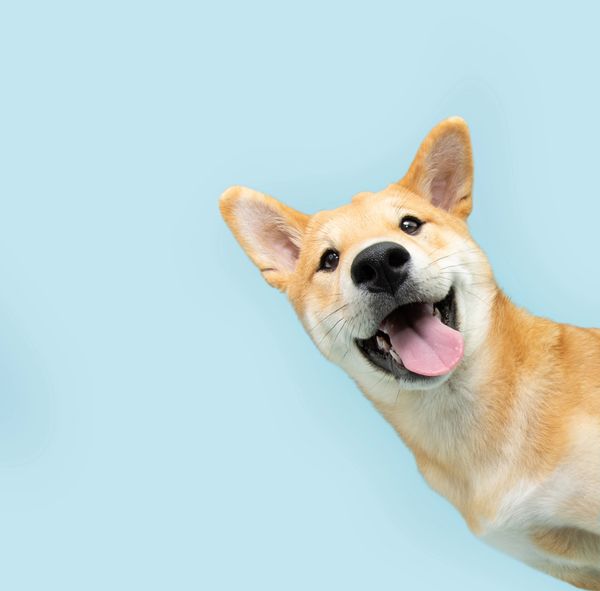 Happy woman with a cute puppy outdoors