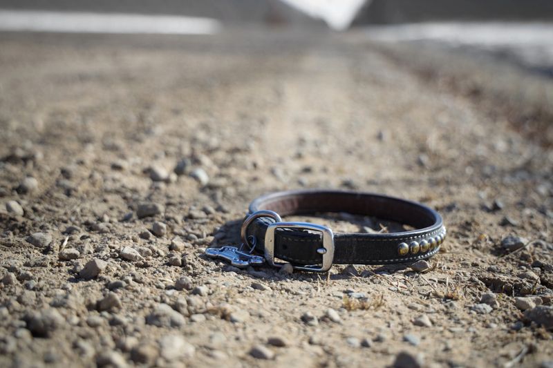 Dog collar laying on a gravel road signifying the loss of a pet dog.