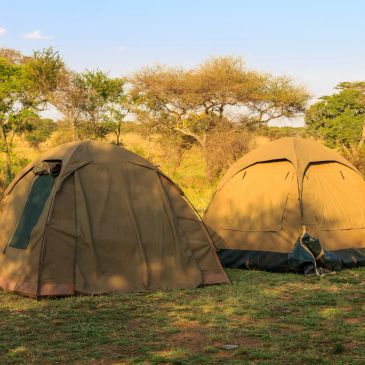 Two camping tents set up in a grassy, sunny savanna.