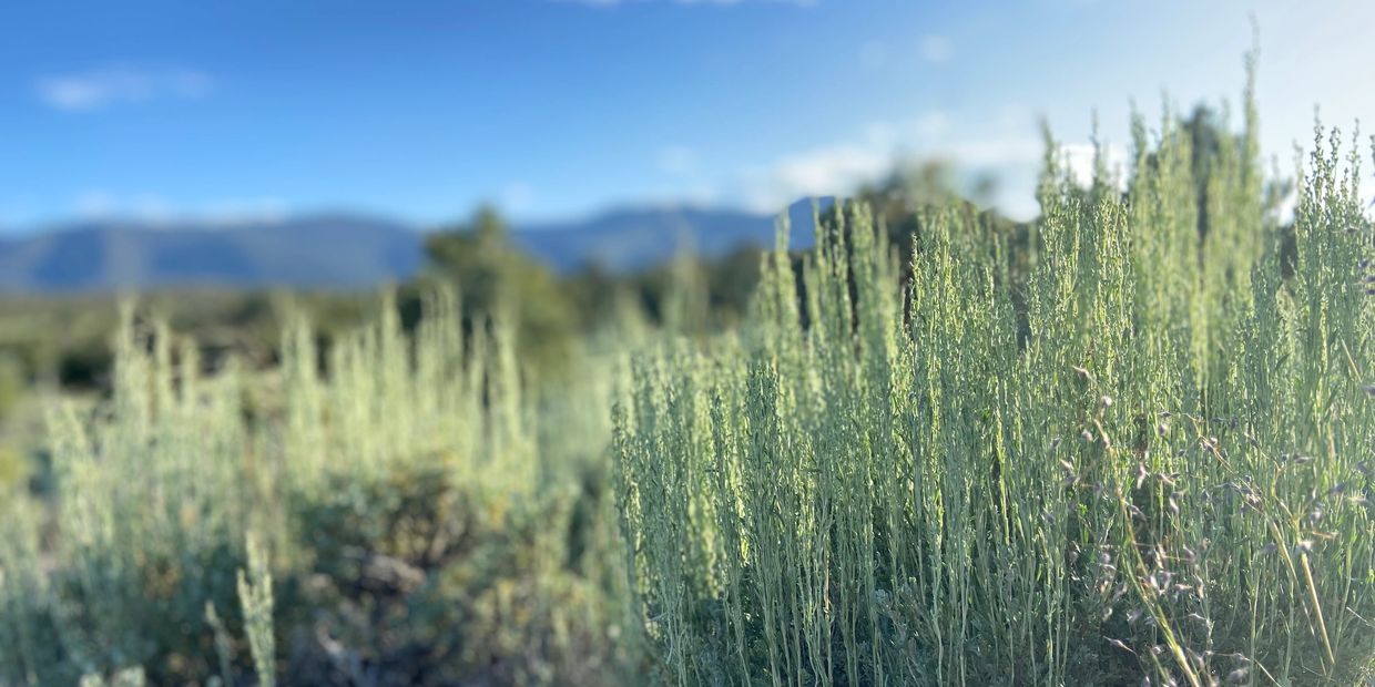 Tall green plants with mountains blurred in the background under clear blue sky.