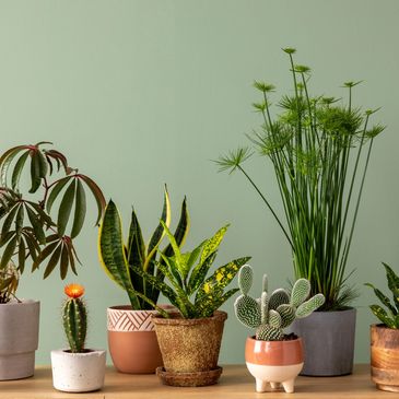Variety of potted indoor plants arranged on a wooden surface against a green wall.