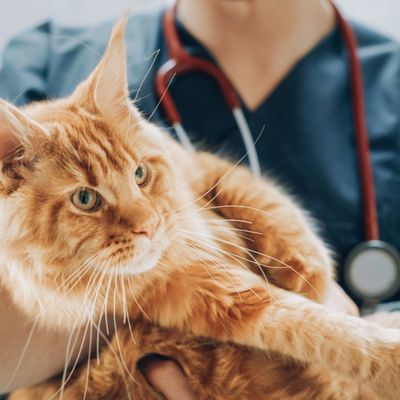 A veterinarian holds a large orange cat during an examination.