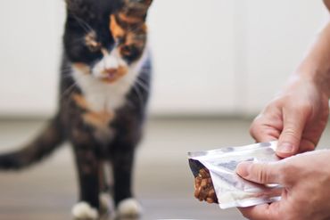 Cat is enjoying a tasty treat during training and playtime.