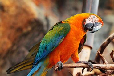 Tim- Scarlet and Blue and Gold Hybrid- Catalina Macaw.