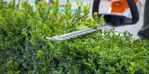 Electric hedge trimmer trimming green bushes.