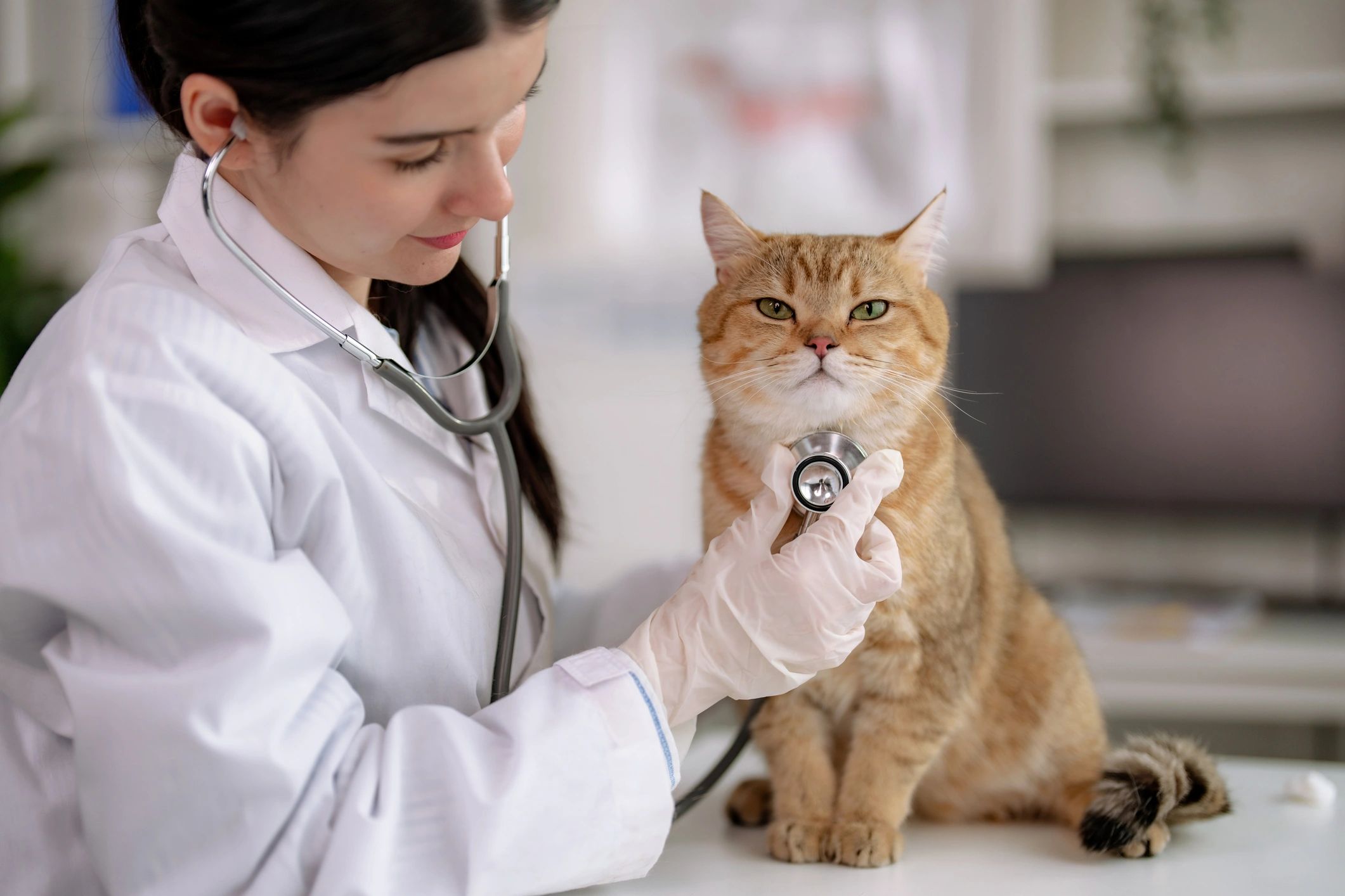 Big Vet